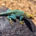 Collared Lizards' Feet Are Almost Incomprehensible on Random Weird Animal Feet You Have To See To Believe
