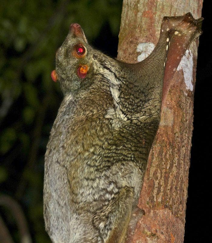 Weird Animal Feet You Have To See To Believe