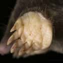 Moles Have Gnarly Claws To Help Them Dig on Random Weird Animal Feet You Have To See To Believe