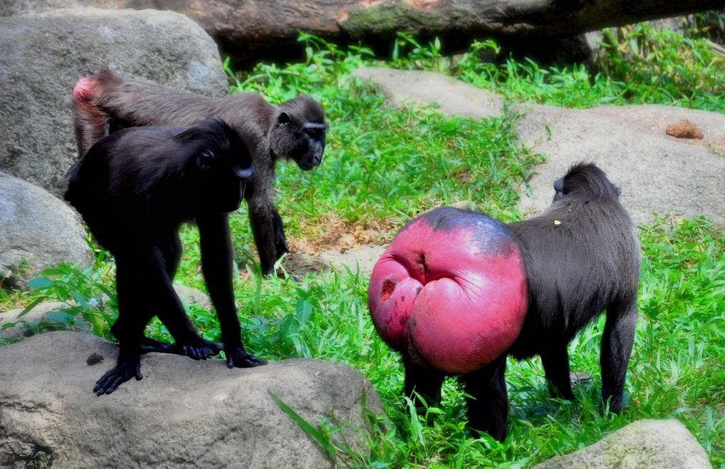 Макака с красной какой картинки