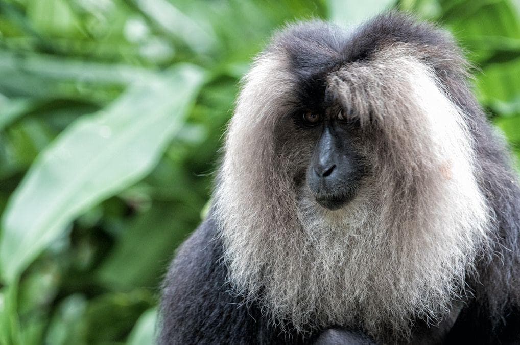13 Things You Didn't Know About Macaques, Who Share 93% of Our DNA