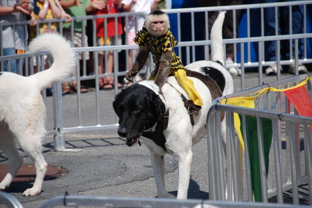 Weird And Wonderful County Fair Traditions And Games That Will Make You ...