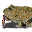 Beelzebufo Was A Frog That Ate Dinosaurs on Random Most Bizarre Fossils Ever Discovered