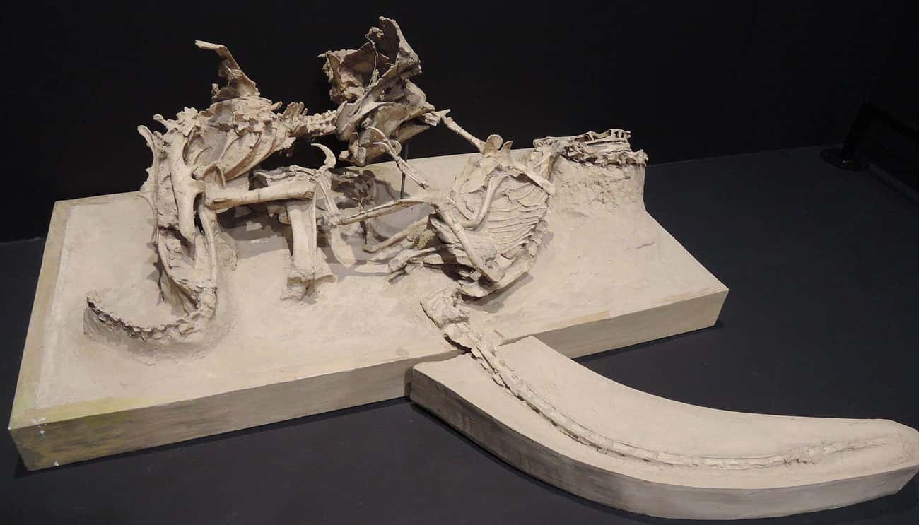 A Velociraptor And Its Prey Were Fossilized Mid-Combat