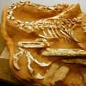 One Dinosaur Was Preserved While Incubating Her Nest on Random Most Bizarre Fossils Ever Discovered
