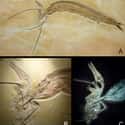A Pterodactyl-Eating Fish Met Its End In The Middle Of A Meal on Random Most Bizarre Fossils Ever Discovered