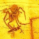 Researchers Found A 100 Million-Year-Old Spider And Its Meal Encased In Amber on Random Most Bizarre Fossils Ever Discovered