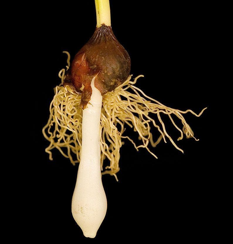 Bulbs Were Worth Far More Than Bloomed Flowers