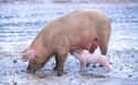 Low-Fat Pigs on Random Insane Ways Scientists Are Genetically Modifying Animals