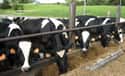 Dairy Cows For The Lactose Intolerant on Random Insane Ways Scientists Are Genetically Modifying Animals