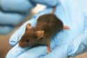 Mice That Make Baby Formula on Random Insane Ways Scientists Are Genetically Modifying Animals