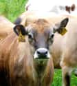 Cows That Fart Less on Random Insane Ways Scientists Are Genetically Modifying Animals