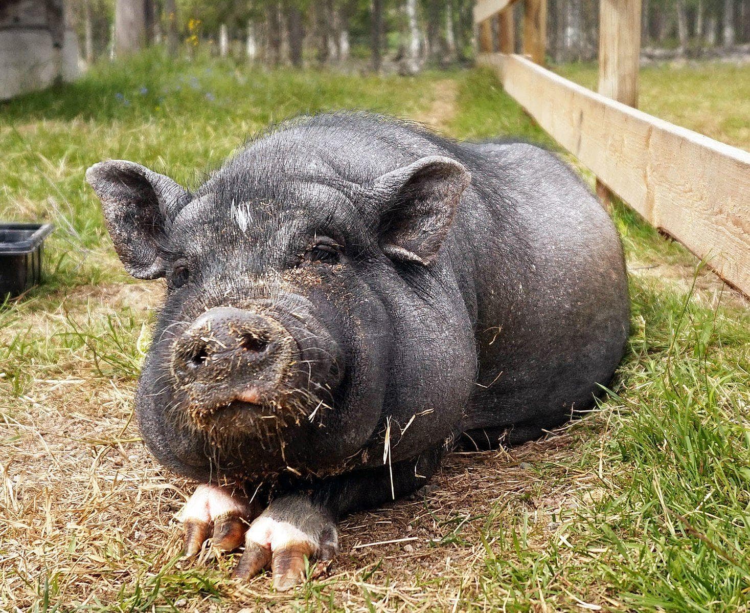 12 Insane Ways Scientists Are Genetically Modifying Animals