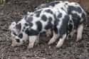 Organ Donor Pigs on Random Insane Ways Scientists Are Genetically Modifying Animals
