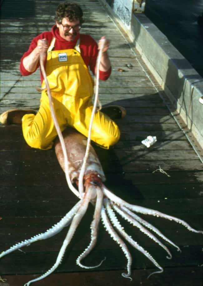 Check Out This Massive Clubhook Squid