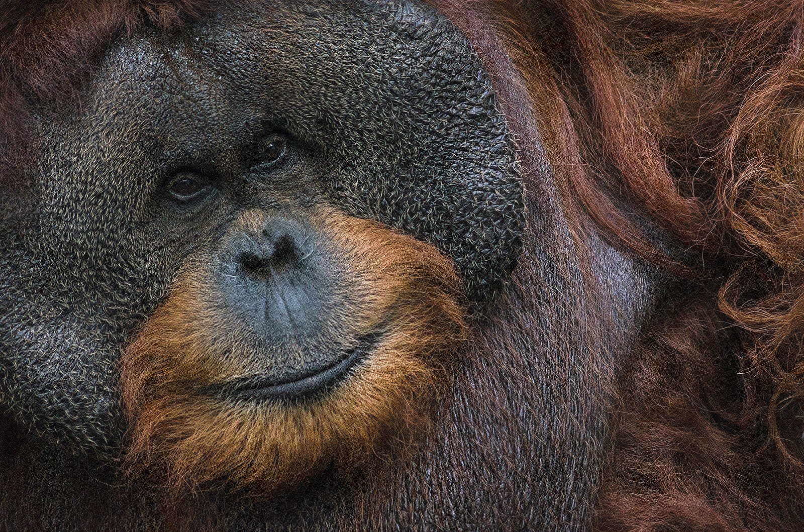 Image of Random Details About Ken Allen Is An Orangutan Infamous For His Daring Escapes
