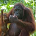 He Began His Escapes At A Young Age on Random Details About Ken Allen Is An Orangutan Infamous For His Daring Escapes