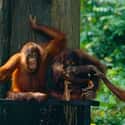 He Enlisted Other Orangutans For Help on Random Details About Ken Allen Is An Orangutan Infamous For His Daring Escapes