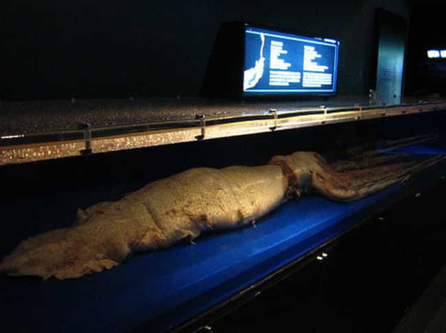 A Rare, Preserved Giant Squid On Display