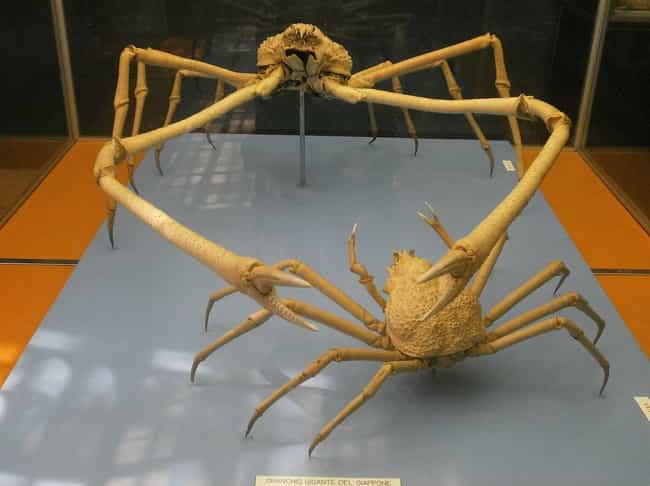 An Abyssal Versus An Average-Sized Japanese Spider Crab