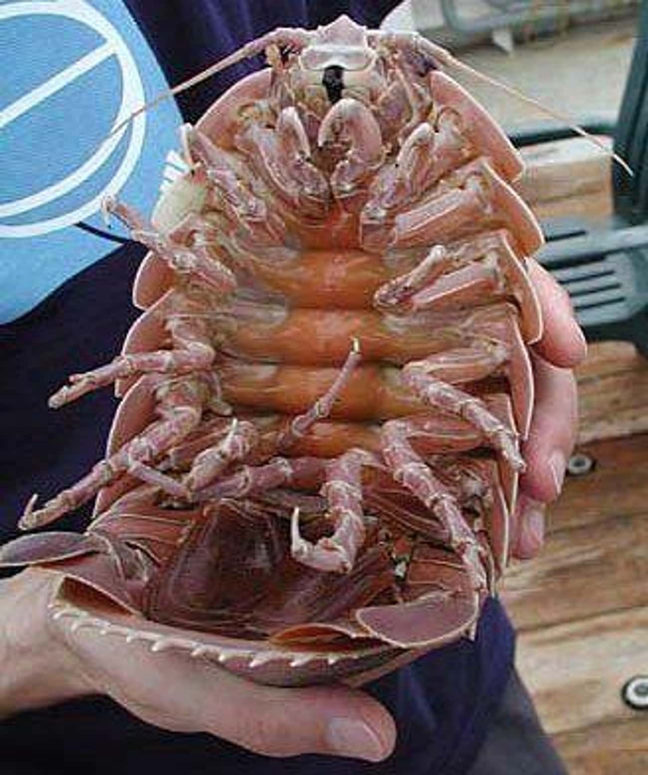 This Giant Deep-Sea Isopod Takes Horrifying To The Next Level
