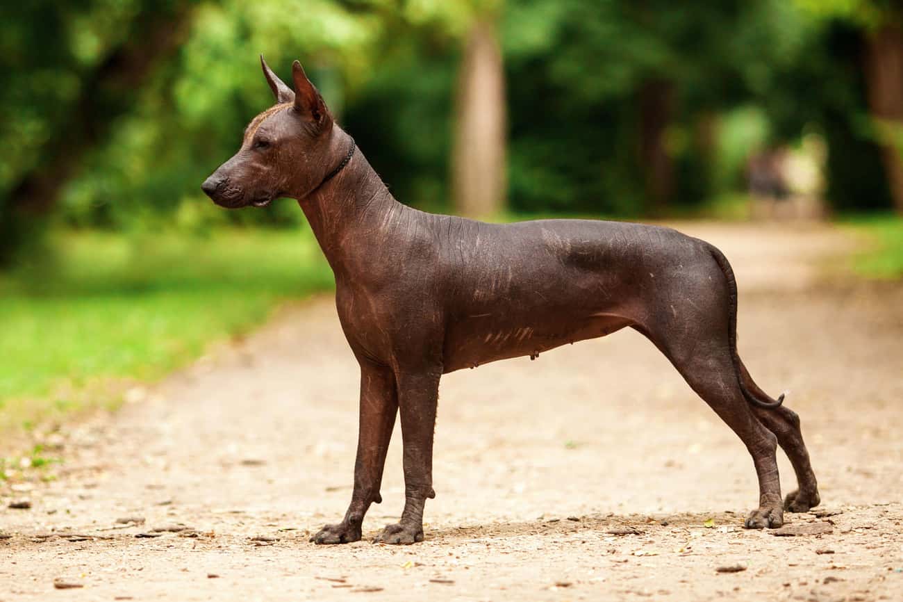 The Indigenous People Of Pre-Columbian America Had Unique Dog Breeds, Many Of Which Still Exist Today