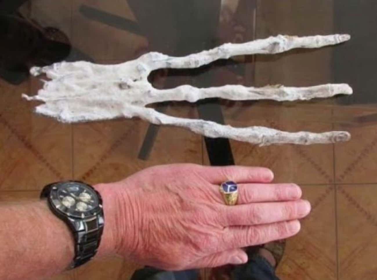 The Hand Has 8-Inch Long Fingers With Fingernails