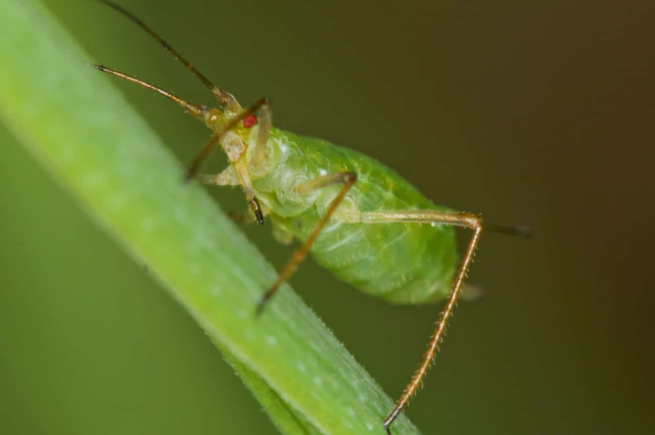 Pea Aphids Are Suicide Bombers
