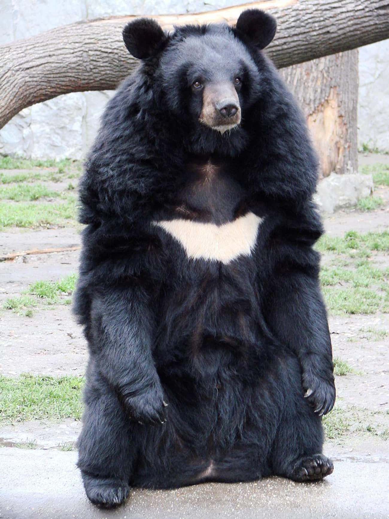 A Captive Bear Killed Her Son And Herself