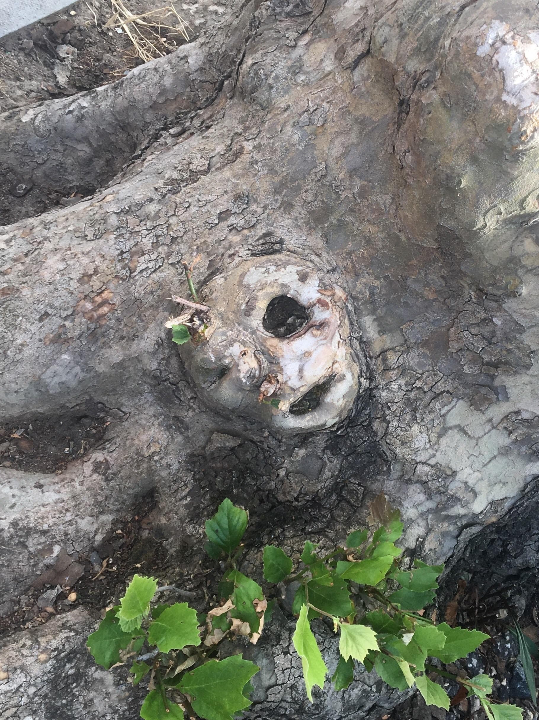 Creepy And Sinister Trees That Look Like They Grew Out Of The Pits Of Hell