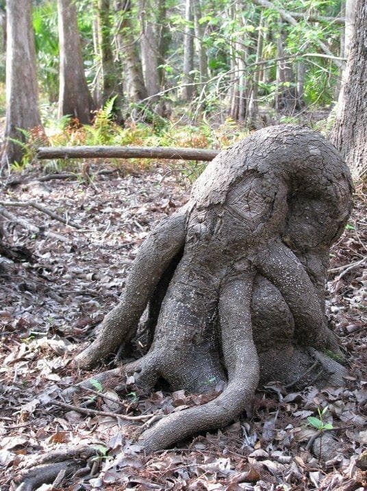 Creepy And Sinister Trees That Look Like They Grew Out Of The Pits Of Hell