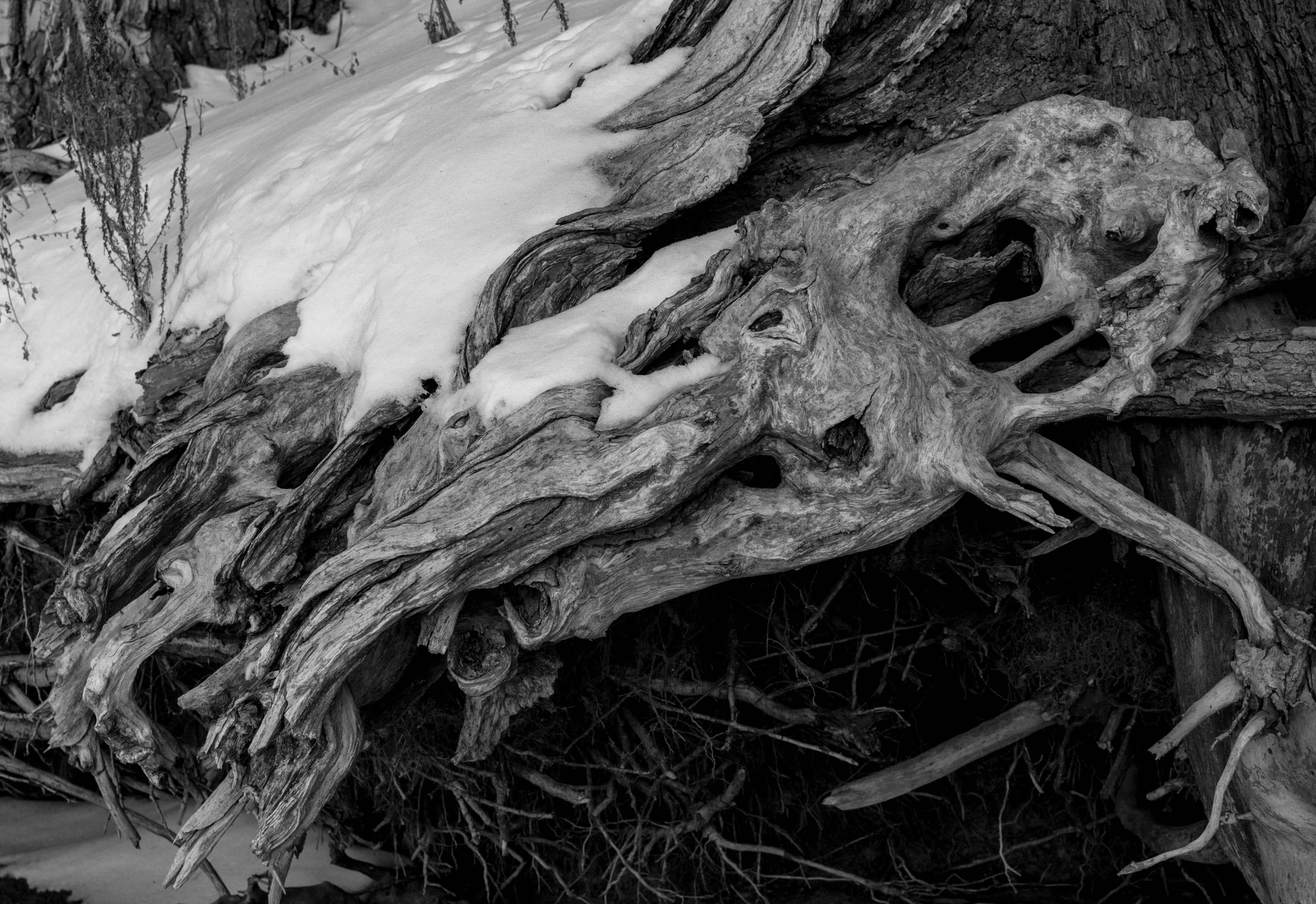 Creepy And Sinister Trees That Look Like They Grew Out Of The Pits Of Hell