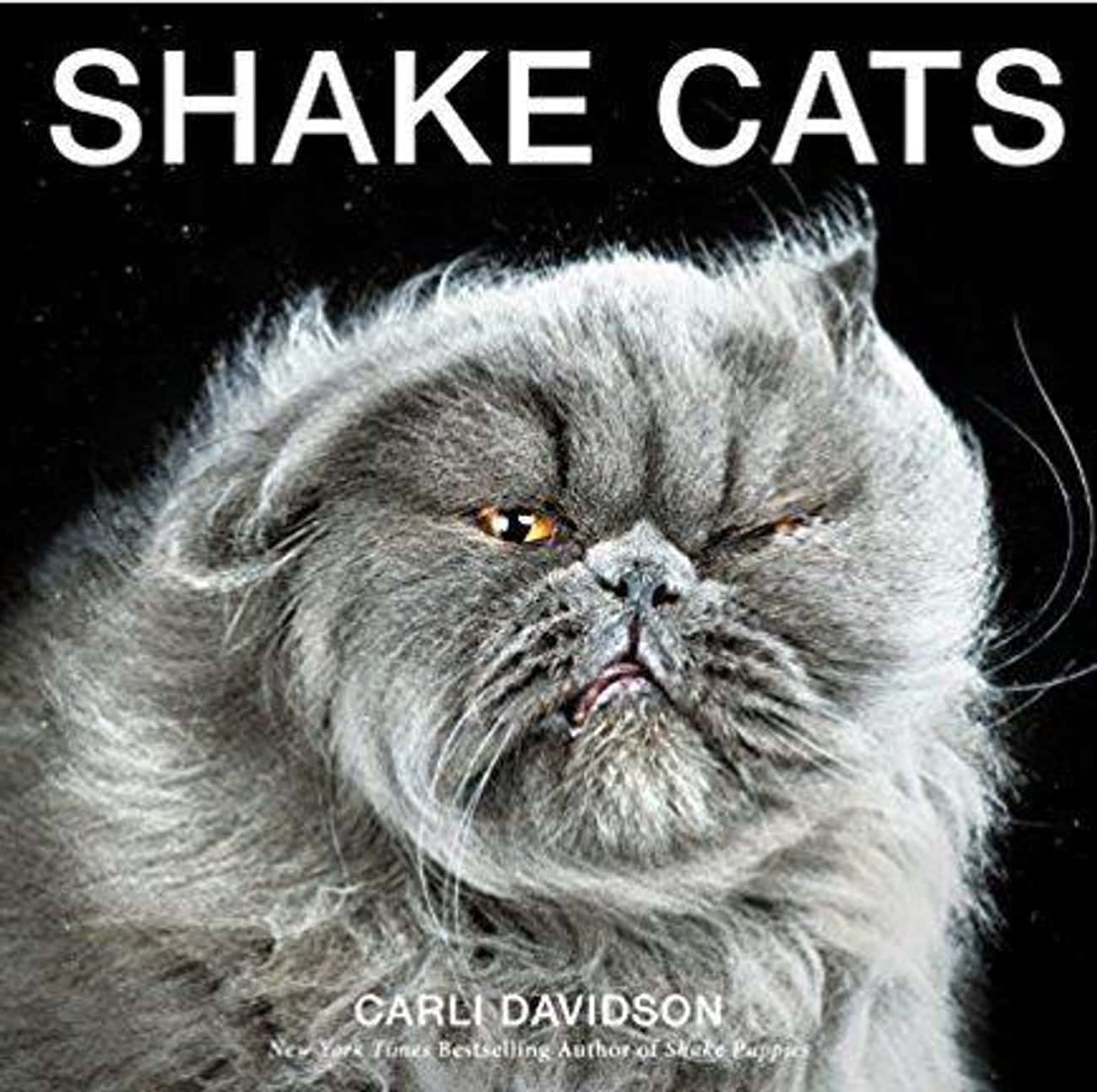 Shake Cats Hardcover