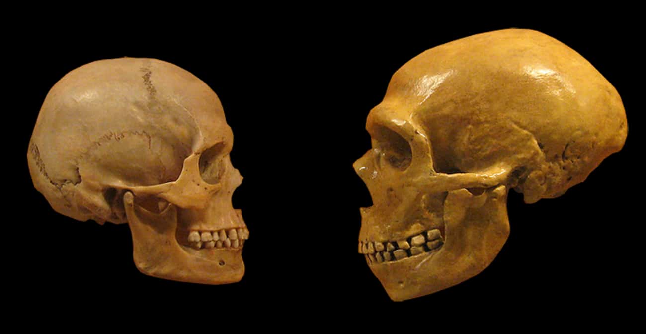 Humans Definitely Slept With Neanderthals