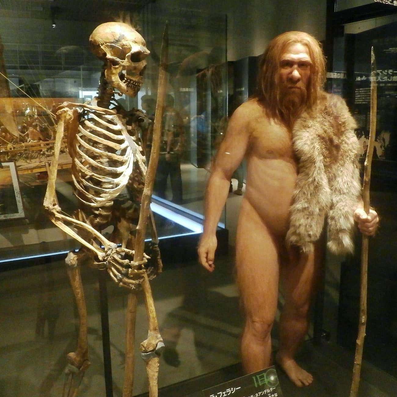 Neanderthals Transmitted Dangerous Genes That Affect Human Genitalia