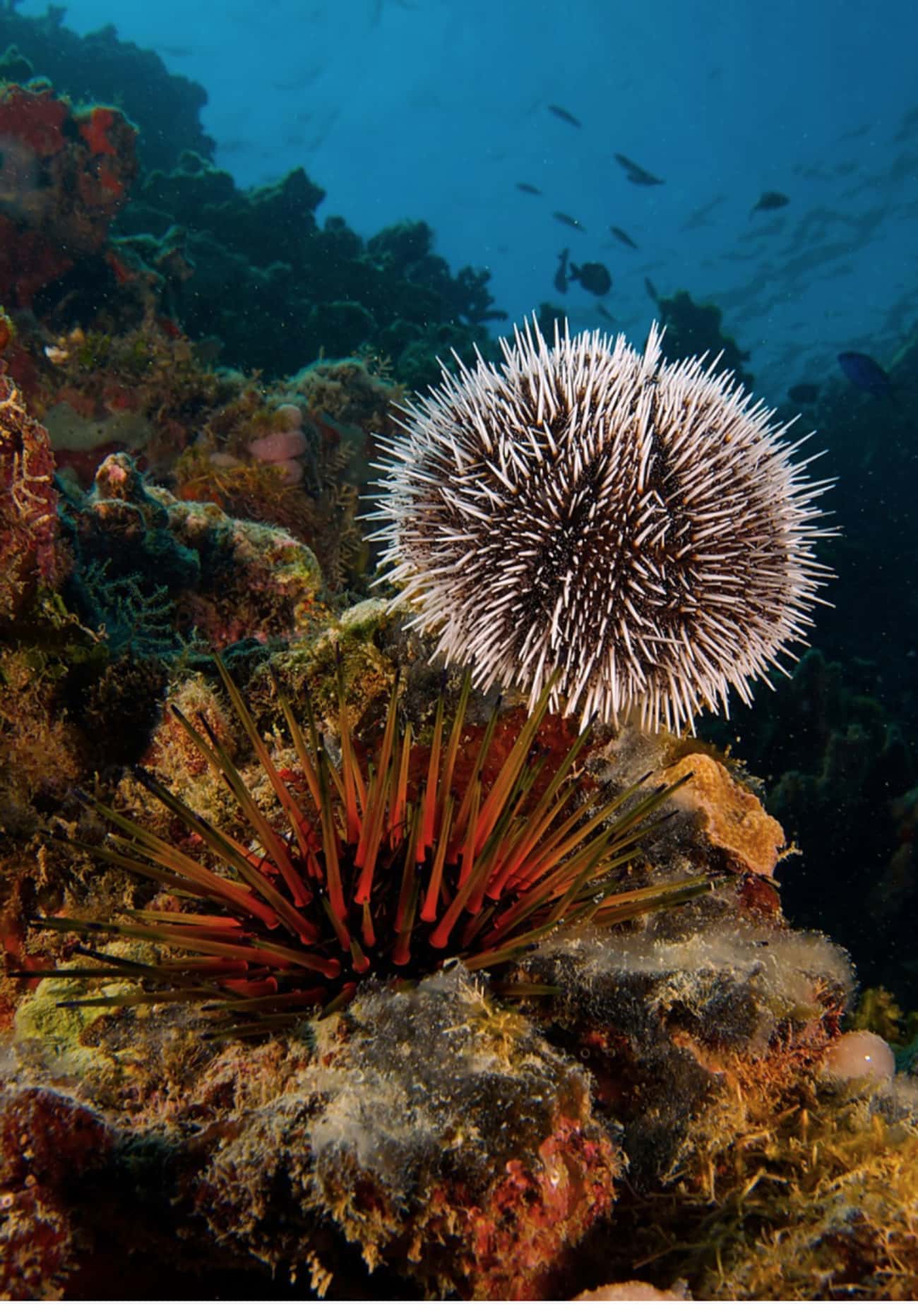 The First Cloned Animal Was Actually A Sea Urchin - Cloned In 1885!