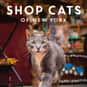 Shop Cats Of New York is listed (or ranked) 7 on the list The Best Cheap and Inexpensive Coffee Table Books