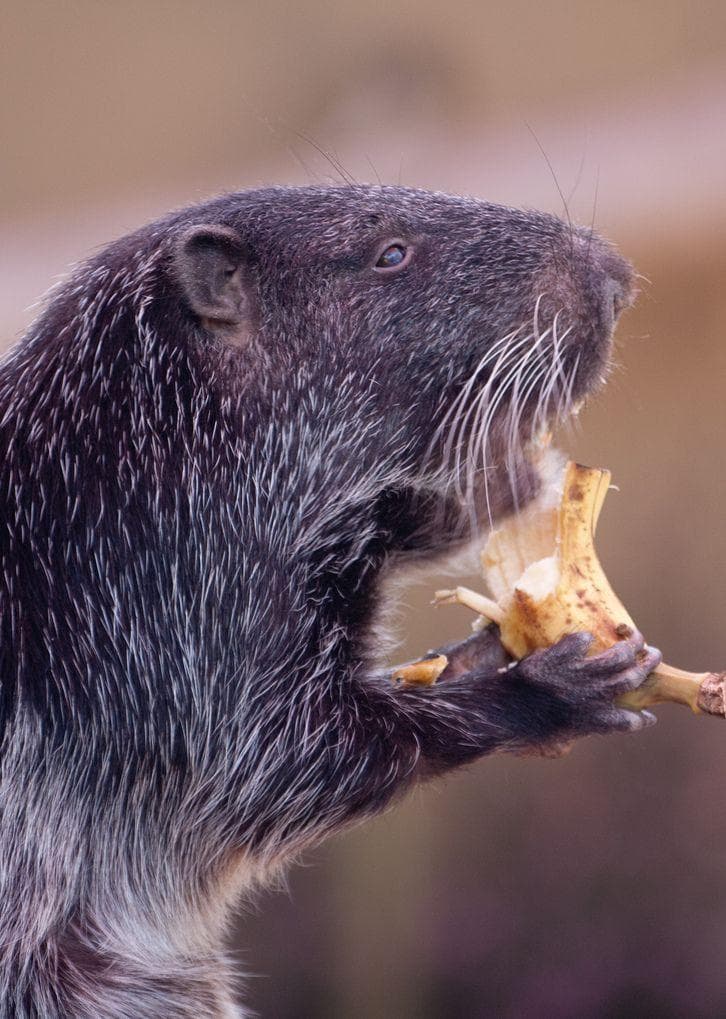 Sorry To Break It To You, But What's Really Happening With "Shower Rat