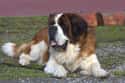 ISTJ: Saint Bernard on Random Things about How To Determine Which Dog Is Right For You