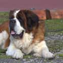 ISTJ: Saint Bernard on Random Things about How To Determine Which Dog Is Right For You