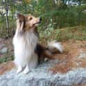 ISFJ: Shetland Sheepdog on Random Things about How To Determine Which Dog Is Right For You