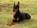 INTJ: Doberman Pinscher on Random Things about How To Determine Which Dog Is Right For You