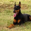 INTJ: Doberman Pinscher on Random Things about How To Determine Which Dog Is Right For You