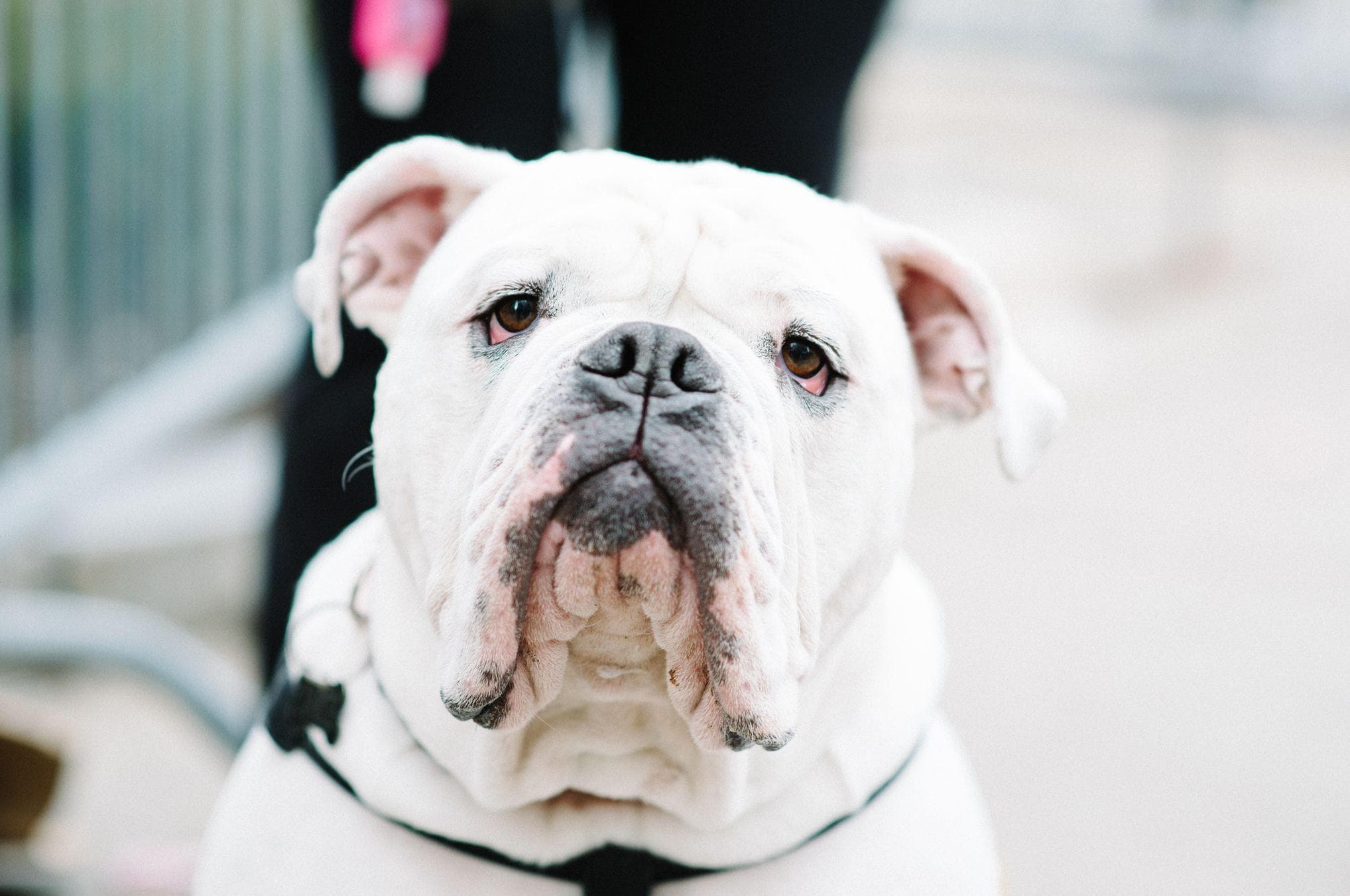 Which Dog Breed Should You Get Based On Your MyersBriggs