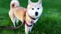 ISFP: Shiba Inu on Random Things about How To Determine Which Dog Is Right For You