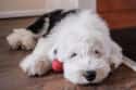 INFP: Old English Sheepdog on Random Things about How To Determine Which Dog Is Right For You