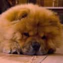 INTP: Chow Chow on Random Things about How To Determine Which Dog Is Right For You