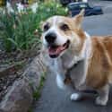 ESFP: Corgi on Random Things about How To Determine Which Dog Is Right For You