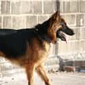 ESTJ: German Shepherd on Random Things about How To Determine Which Dog Is Right For You