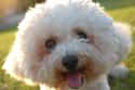 ESFJ: Bichon Frise on Random Things about How To Determine Which Dog Is Right For You